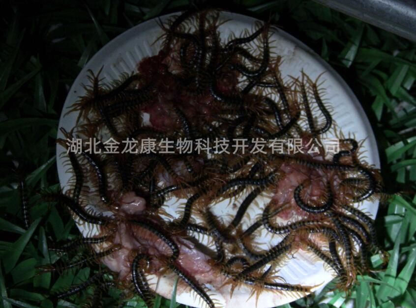 鴻頭巨龍小蜈蚣吃食